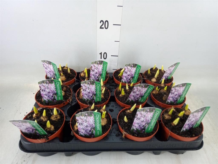 <h4>Chionodoxa   ...</h4>