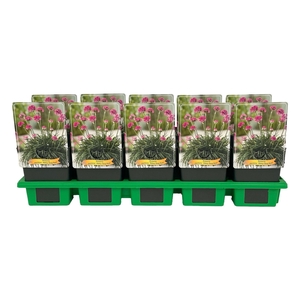 Armeria maritima