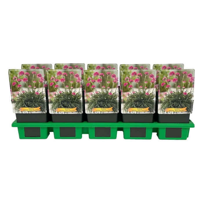<h4>Armeria maritima</h4>