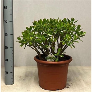 Crass Ovata