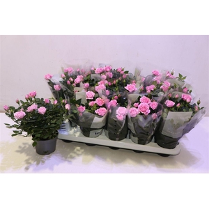 arr8 Ro Elysium Kord