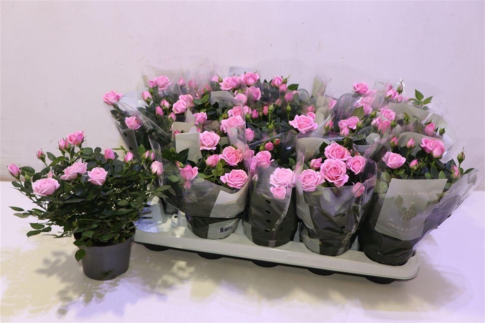 <h4>arr8 Ro Elysium Kord</h4>