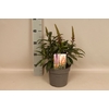 vaste planten 19 cm  Isoplexis Bella
