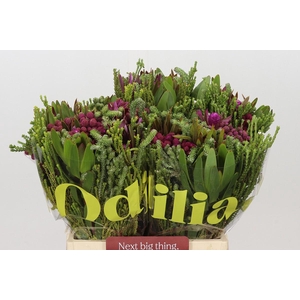 BQ Wild Flower