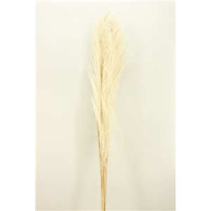 Dried Cortaderia 160cm Bleached (5pcs) Bunch