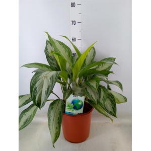 Aglaonema  'Silver Bay'