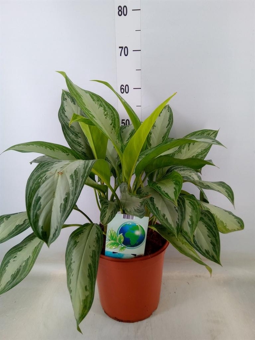 <h4>Aglaonema  'Silver Bay'</h4>
