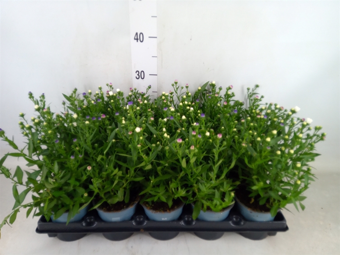 <h4>Aster n-b   ...</h4>