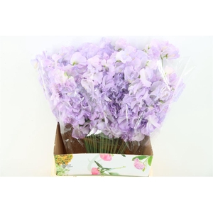 Lathyr Odor Light Purple