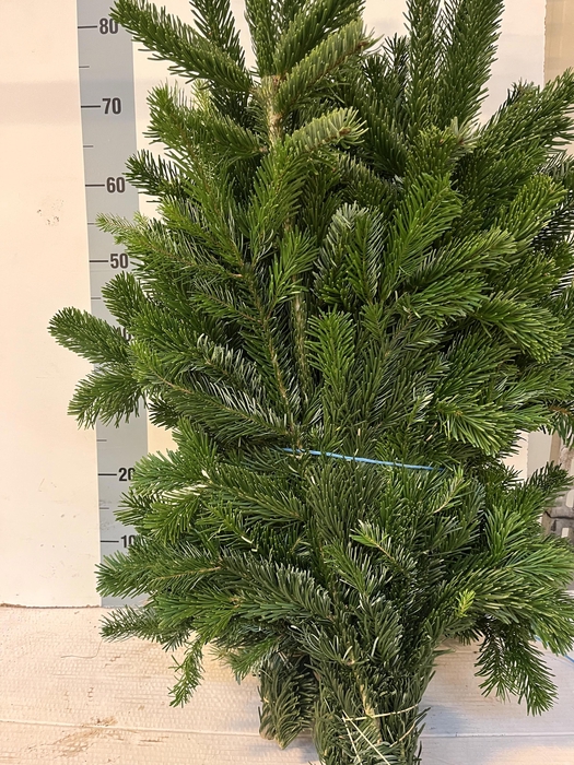 <h4>ABIES NORDMANN BS</h4>