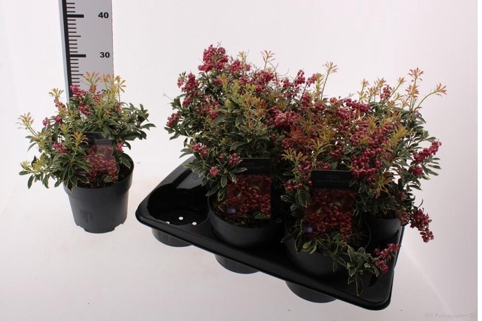 <h4>PIERIS JAPONICA</h4>