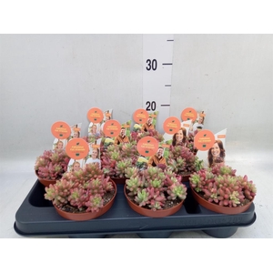 Sedum rubrotinctum 'Aurora'