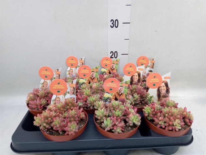<h4>Sedum rubrotinctum 'Aurora'</h4>