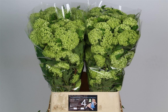 <h4>Viburnum Roseum St</h4>