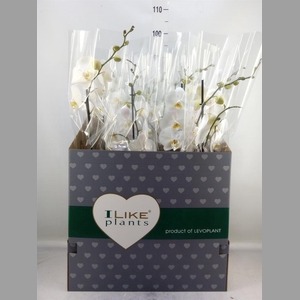 Phalaenopsis   ...white