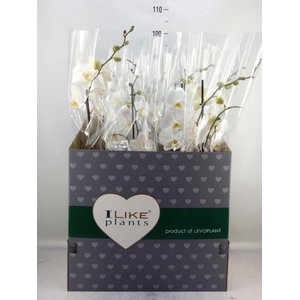 Phalaenopsis   ...white