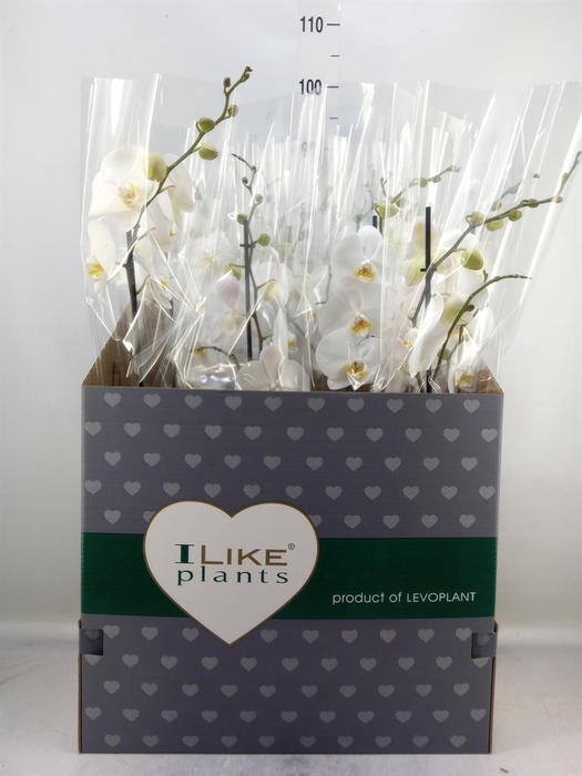 <h4>Phalaenopsis   ...white</h4>