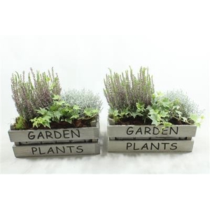 0327 KIST GARDEN PLANTS BT