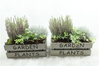 <h4>0327 KIST GARDEN PLANTS BT</h4>