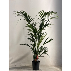 KENTIA - P19 H130 - 6PP (Howea forsteriana)