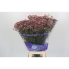 Limonium sinuatum Pink Diamond