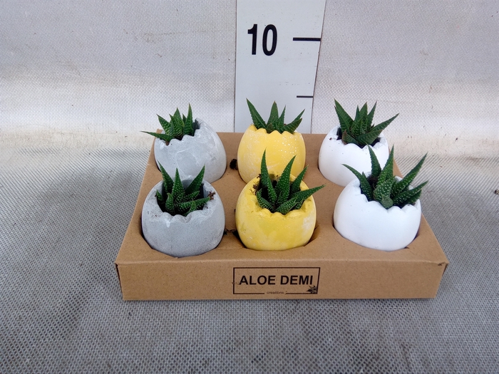 <h4>Arr.  Succulents L%</h4>