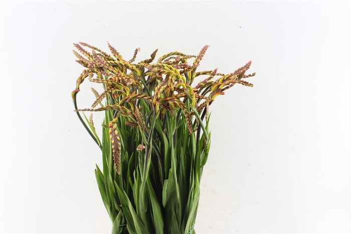 <h4>Chasmanthe Saturnus</h4>