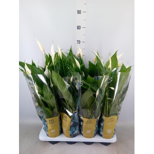 Spathiphyllum  'Sweet Benito'