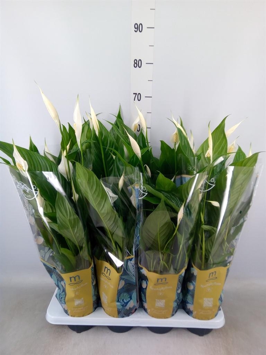 <h4>Spathiphyllum  'Sweet Benito'</h4>