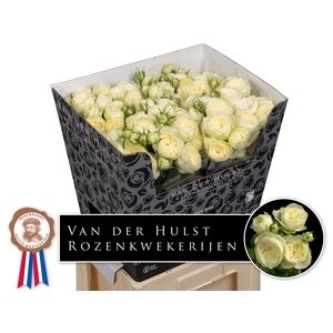 R Tr Ayala Hulst