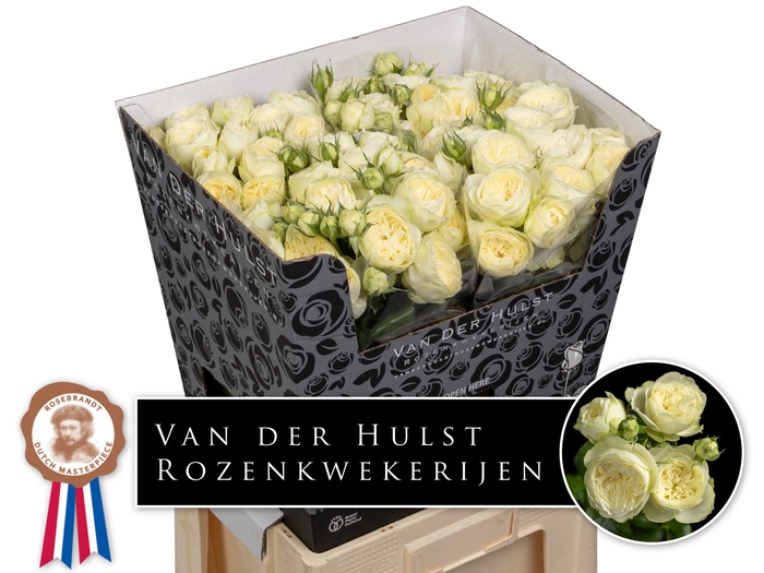 <h4>R TR AYALA!</h4>