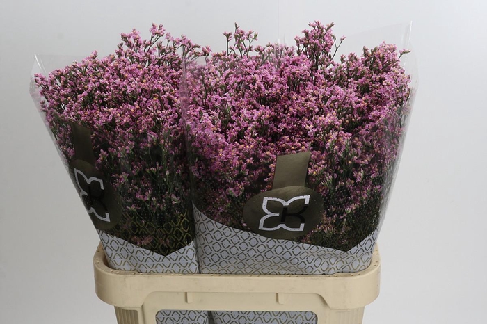 <h4>Limonium sinense Blush Diamond</h4>
