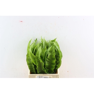 Asplenium Gioia Nora 50cm