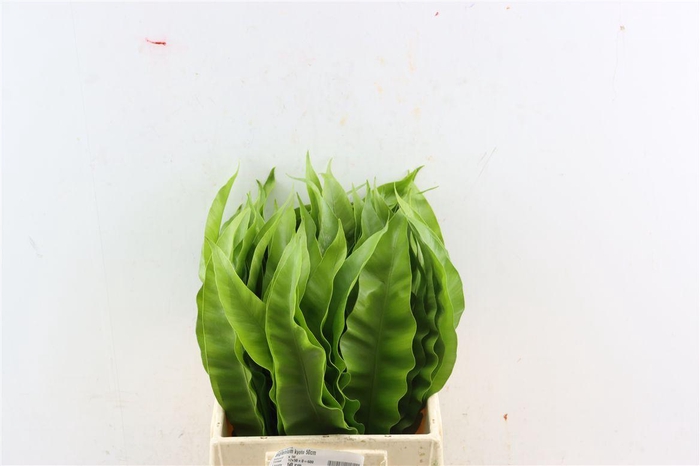 <h4>Asplenium Gioia Nora 50cm</h4>