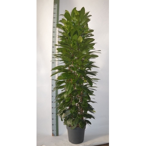 Ficus cyathistipula