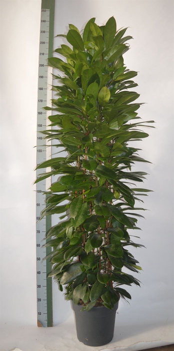 <h4>Ficus cyathistipula</h4>