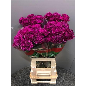 Di St Nobbio Violet 65