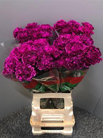 <h4>Di St Nobbio Violet 65</h4>