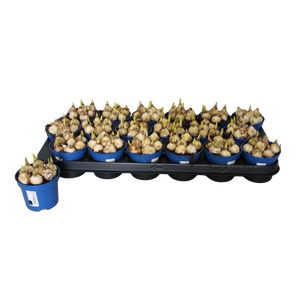Bol op pot Muscari Atlantic 9cm zonder steeketiket