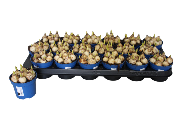 <h4>Bol op pot Muscari Atlantic 9cm zonder steeketiket</h4>