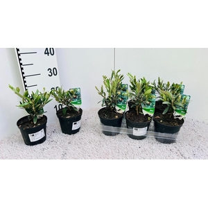 Olea europaea mini-stem (s2)