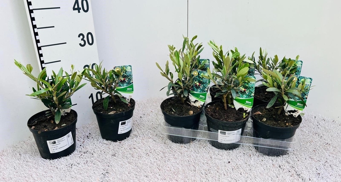 <h4>Olea europaea mini-stem (s2)</h4>