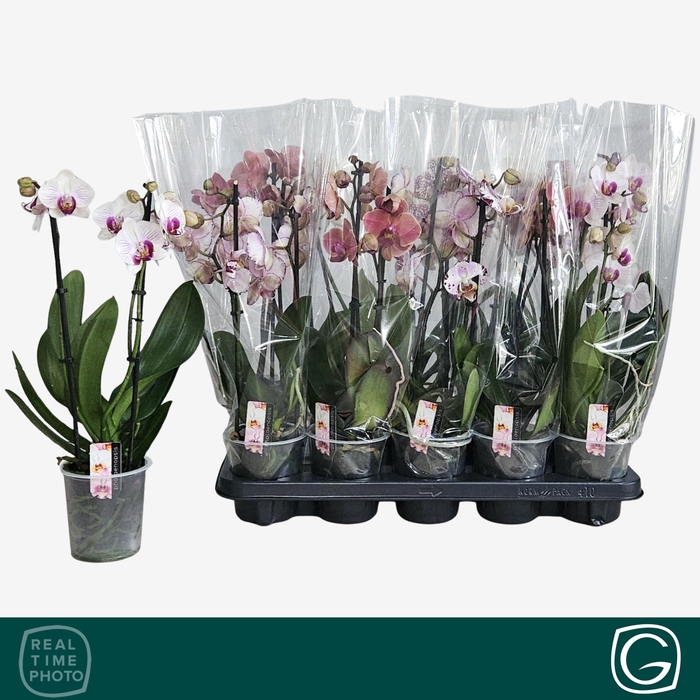 <h4>PHAL GEM 4 KL</h4>