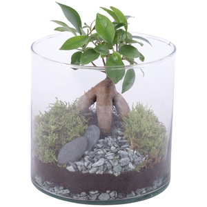 Ficus m. Ginseng Ø06cm in Glass Vase Cylinder Ø15cm