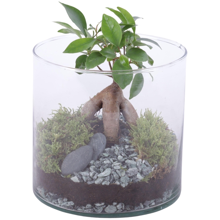<h4>Ficus m. Ginseng Ø06cm in Glass Vase Cylinder Ø15cm</h4>