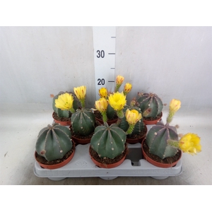 Cactus   ...