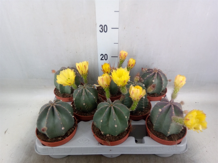 <h4>Cactus   ...</h4>