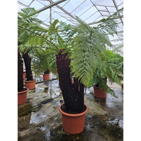 <h4>Dicksonia antarctica</h4>