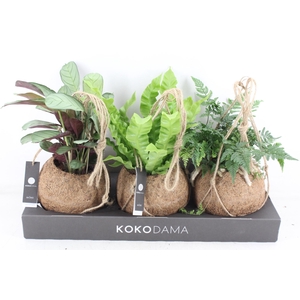 arr3 Kokoplant - Jungle mix x3