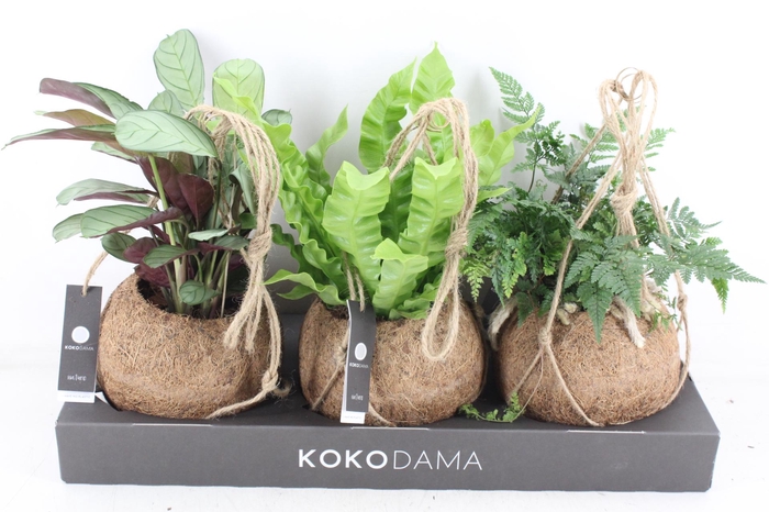 <h4>arr3 Kokoplant - Jungle mix x3</h4>